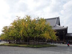 御影堂の前には、京都市の天然記念物に指定されている樹齢約400年の大銀杏。
根っこを天に広げたような形から「逆さ銀杏」とか、西本願寺に火災があった時にこの銀杏から水が噴き出して消し止めたという伝説から「水吹き銀杏」などとも呼ばれているそうです。