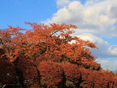 平泉文化史跡の紅葉