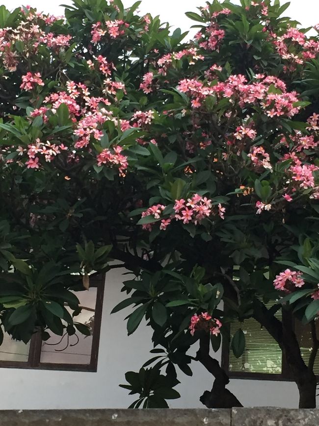 スパが終わってホテルの部屋でまったりした後は街歩きへ。ジャスミンがキレイ。