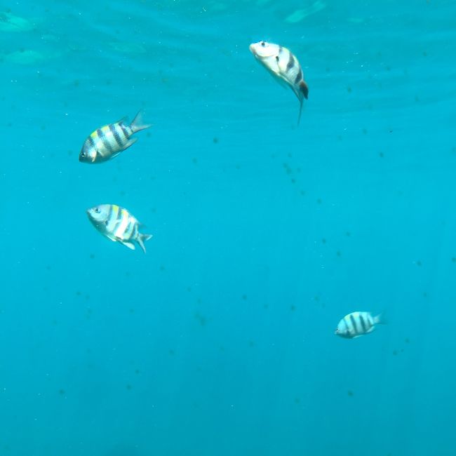 雨季より乾季とかの方が海の透明度は高いのかもしれないけど十分なくらいキレイな海でしたよ。<br />アクアノットは素晴らしい体験でした。浮力の力で35キロもあるヘルメットは気にならなかったし、海の中はめちゃキレイで色とりどりの魚がいっぱいいて、餌をあげるとたくさんの魚が寄ってきて楽しかったぁ。海のアクティビティも素敵だってわかってホントに良かった。
