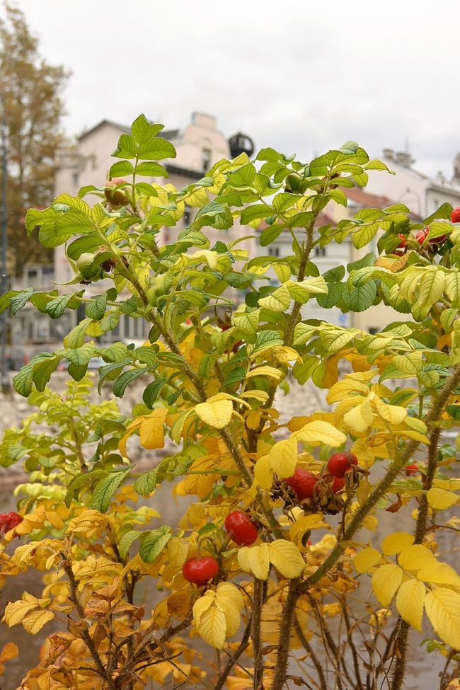 黄葉した葉っぱに赤い実がかわいい。