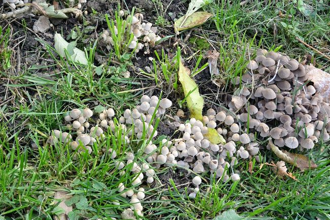 しめじみたいなきのこが生えていました。