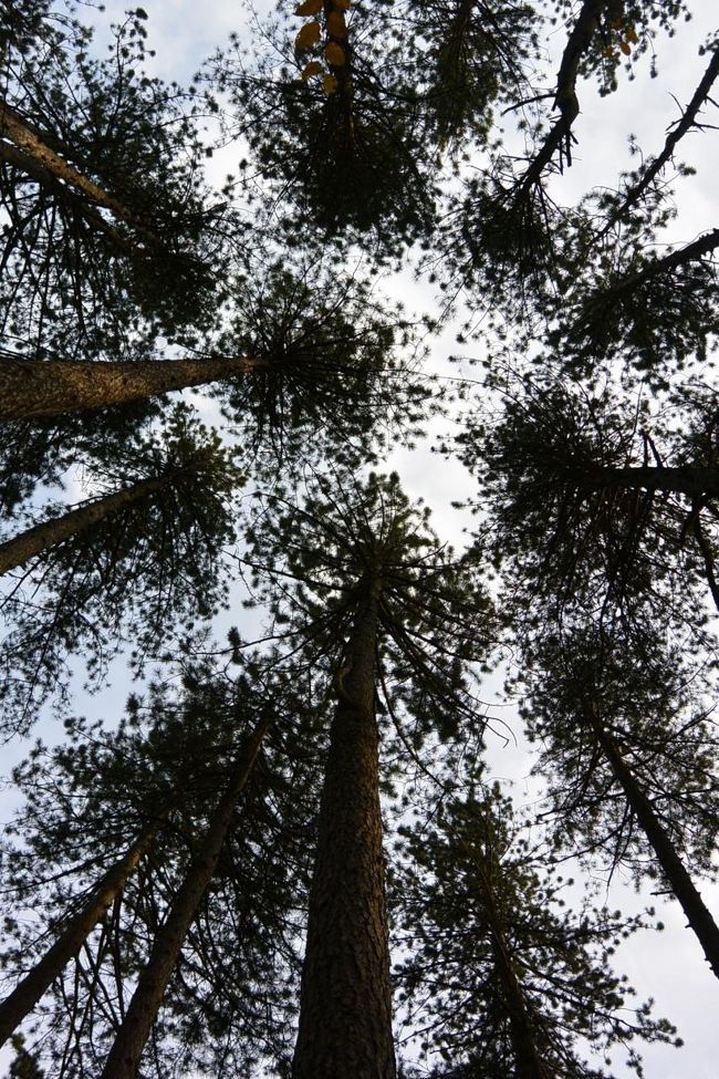 空高く伸びた木々に囲まれ気持ちいい～。<br /><br />フィンランドの森を思い出しました。