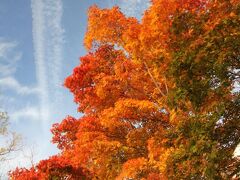 十和田湖の紅葉