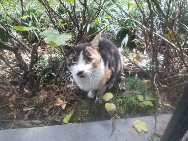 寛いでいると、目の端に動くモノが。<br /><br />なんと三毛猫。<br />トイレがしたかったようで必死に穴を掘っているところだったのに、目がバッチリ合ってしまった為に慌てて場所を移動していました。<br /><br />こちらのカフェは雰囲気も良いし店員さんも良い感じなので、オススメできるお店です。