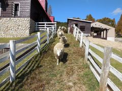 牧羊犬に追われて移動する羊達