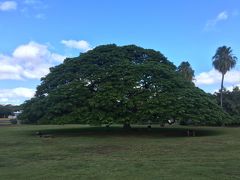 5度目のハワイにして
はじめて訪れたこの木なんの木

朝早めだったからか
チラホラ観光客がいたくらいでした

