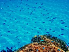 海底の白砂に青い小魚が映えます。