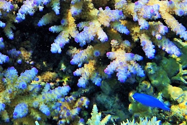 座間味島 安慶名敷島 沖縄2018 世界が恋する海 を見たくて 慶良間諸島 沖縄県 の旅行記 ブログ By Moromoro Tokioさん フォートラベル