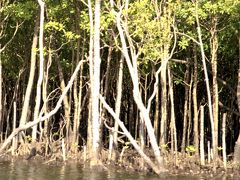 仲間川マングロ－ブ原生林遊覧。
　河口周辺は可成りの波があるので、船は徐行状態で進行。
　この川のマングロ－ブ原生林は日本一最大級との事。
