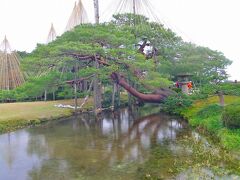 銘木「唐崎松」

近江八景琵琶湖の、唐崎松の種子を取り寄せて、育てたらしい。