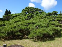 久米の五枝の松