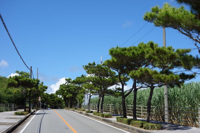 久米島には松の木がたくさんあります。なぜだろう