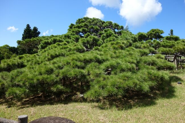 とてもみごとな五枝の松