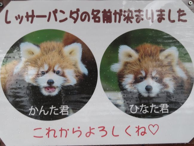 仙台 秋田レッサーパンダの赤ちゃん詣と温泉ホテルの旅 ５ 大森山動物園 前編 レッサーパンダ特集 はじめまして かんた くんとひなたくん 雨天で終日屋内だったけどほぼ独占状態 まんまタイムに聞けたユリちゃん出産時の話 お外の小百合ちゃんと危うく会い