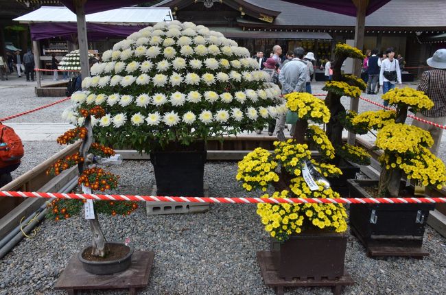 ちょうど菊祭りが開催されていてきれいに展示されていました。