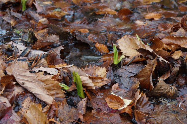 水芭蕉の芽？<br /><br />これから長い冬を耐えて、春にきれいな花を咲かせてね♪