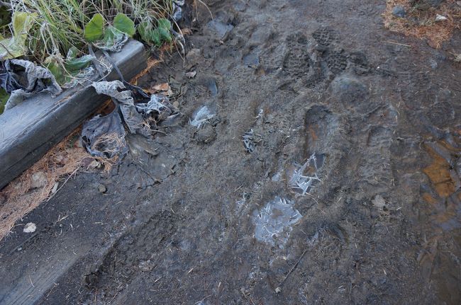 日の出から大分経ったけどまだ凍ってます。