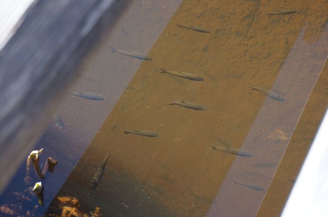 魚をみて、「天ぷらサイズ」と思ってしまった自分です。