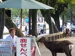 まだ観光客の姿も少ないので
のんびりと奈良国立博物館へと向かいます
お客様が少ないと鹿達もおせんべいを十分にもらえてないのか
鹿せんべいの売店前から動きません^m^