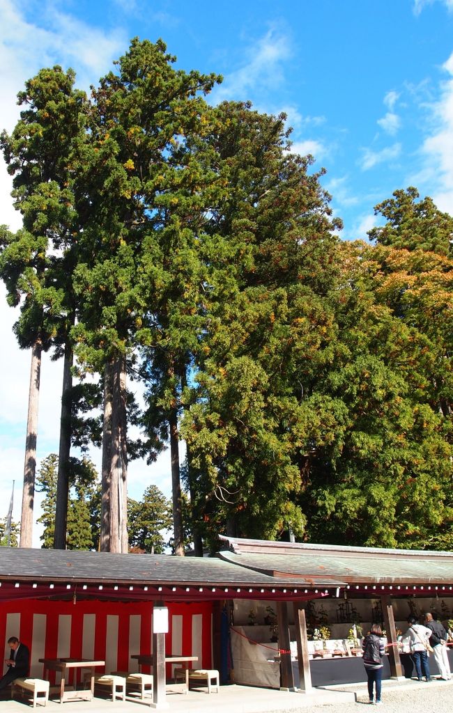 紅葉と青い空、秋ですね。