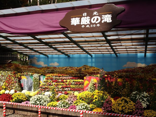 今年の菊祭りのテーマは、日光華厳の滝。色鮮やかに再現されています。