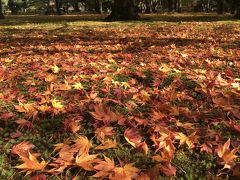 紅葉してました。
もみじの絨毯がとにかく素敵です。
時期が良かった。