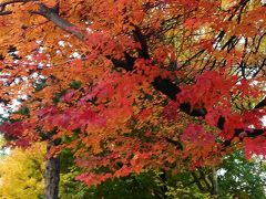 11月上旬の札幌は紅葉のベストシーズンでした。


それほど寒くもなくて、歩いていると暑かった。