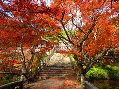 小新屋観音を出るとバスは、高山寺を経由して円通寺に立ち寄ります。山門をくぐり、本堂に続く石段付近が円通寺で最も美しい紅葉ポイントでした。