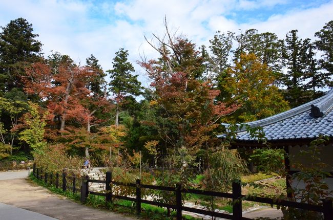 境内の紅葉もぼちぼちですね。