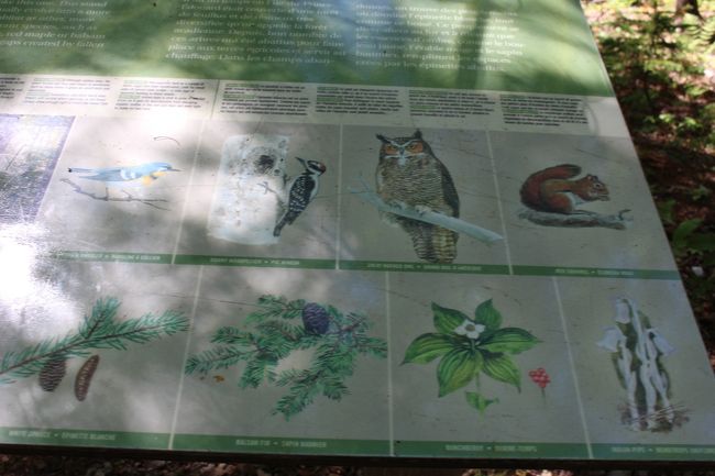 キツツキやフクロウも生息しているようです。