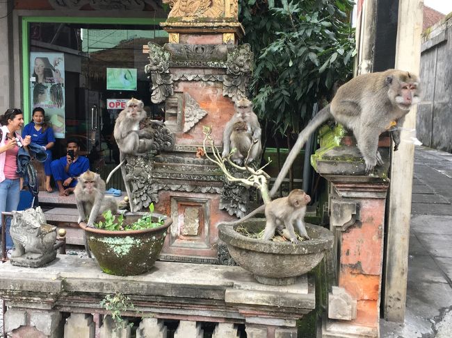 モンキーフォレスト通りを南下<br />猿がもううじゃうじゃと・・・