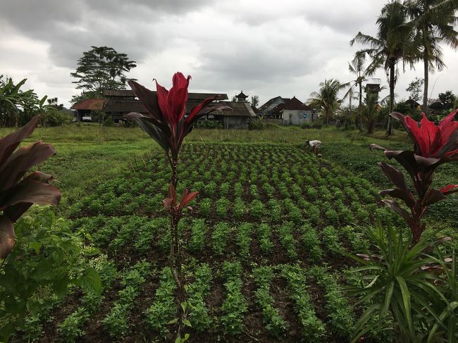 お願い！降らないで～～！の願いむなしく・・・