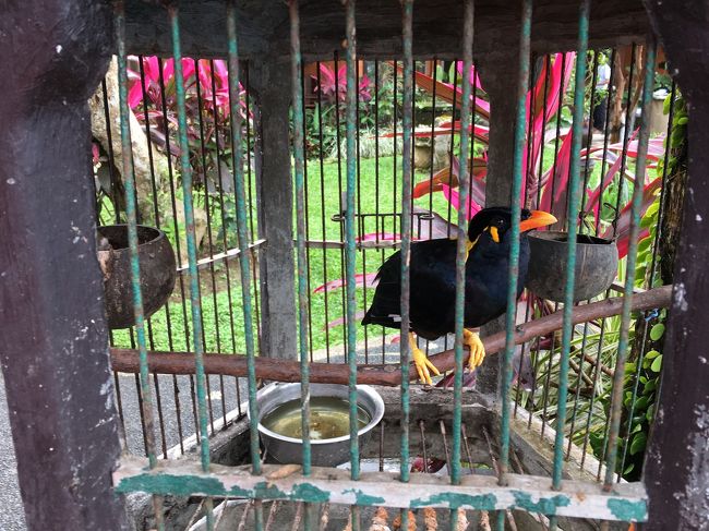 ホテルで飼われてる九官鳥にご挨拶<br />それではこれからウブド散歩にお出かけしま～す