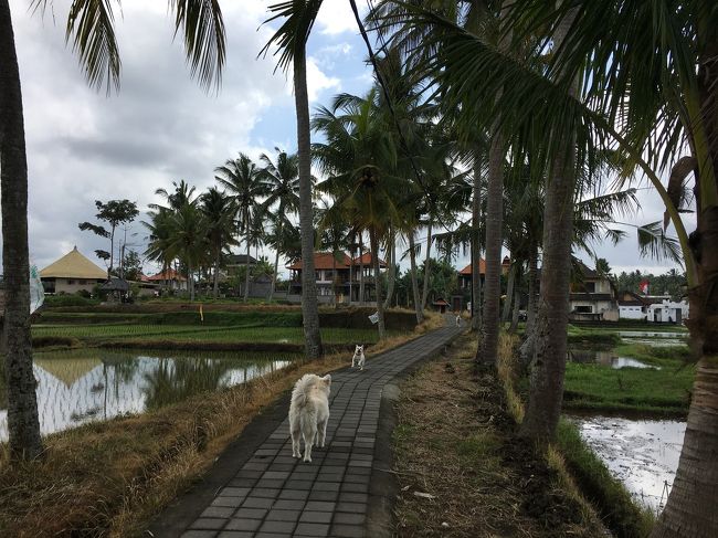 帰り道<br />かわいいわんこの親子に癒される～