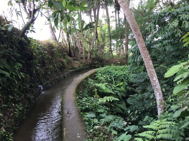 と歩いてたけどここからが難関だった・・・<br />途中こんな用水路の脇の道(？)を行く箇所が2か所あったんだけど、<br />この用水路の横の緑の茂み、緑でよくわからないけどほぼ崖だったんです！<br />お父さんと娘は平均台みたいにコトコトと進んで行くんだけど、2か所目の所は緑もなくて崖が丸見えで怖すぎて歩けず私は用水路をジャブジャブと歩いて進みました・・・(;_;)<br />本に乗ってるルートがこの道で合ってたのかは今でも不明ですが本当に怖かったよ～～