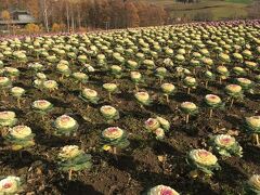 四季彩の丘です。
入り口の一角だけ、キャベツ？が植えられていました。