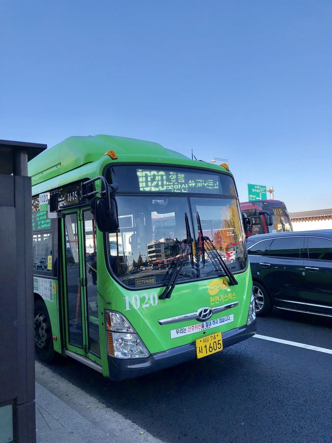 きたきたマウルバス