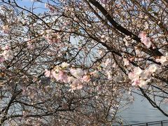 豊洲公園
狂い咲きの桜がありました。