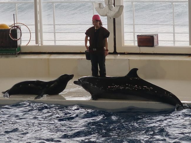 アクアワールド大洗 5 アシカ イルカ ショー 仲良しkissも イルカ乗りサーフィン気分 大洗 茨城県 の旅行記 ブログ By マキタン２さん フォートラベル