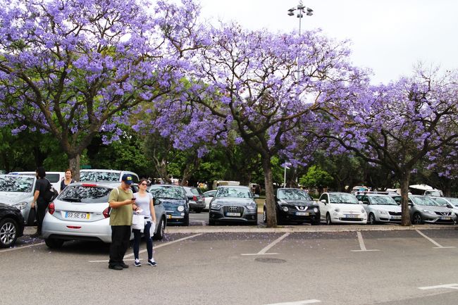 ジャカランダの見頃でした。