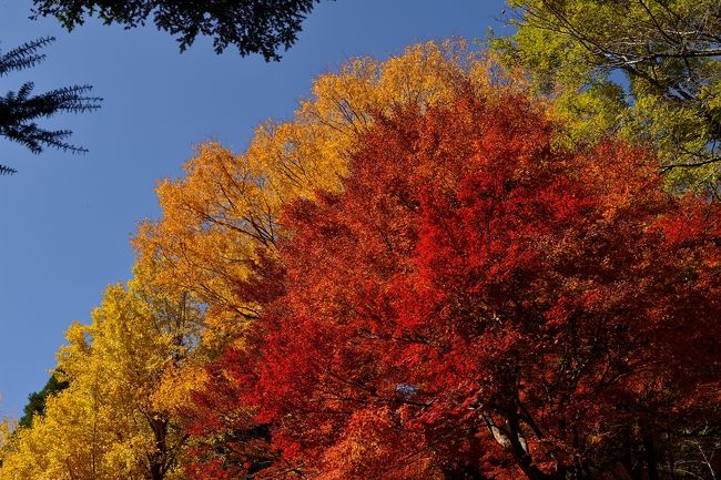 赤の黄色のコラボ