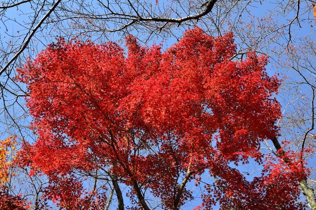三島公園の紅葉です。