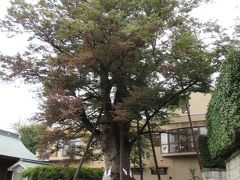 豊島園駅から5分ほど、静かな住宅地に建つ白山神社の境内に立っています。源義家が植えたという言い伝えがあるそうで、説明には樹齢700年から800年、高さ25m、幹回り8mと書かれていました。かつては2本植えられていたそうですが、1本は大風で倒木してしまったとのことです。神社はどこでも見かける普通の神社という感じですが、1本残った大ケヤキには圧倒されました。