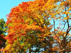 坂本ケーブル駅を出るとすぐに紅葉が出迎えてくれました。