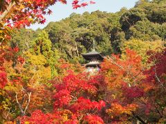 今日イチの絶景がコレ。赤に囲まれる永観堂の多宝塔。