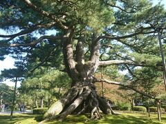 松の根っこが上がって来ています。
根の下は秘密基地みたい。