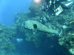 終日、カリブ海でダイビング