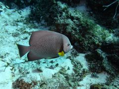 ２日目もカリブ海でダイビング