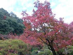 見頃の紅葉、赤々してます